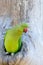 Nesting Rose-ringed Parakeet, Psittacula krameri, beautiful parrot in the nature green forest habitat, Sri Lanka, Asia. Parrot in