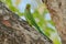 Nesting Rose-ringed Parakeet, Psittacula krameri, beautiful parrot in the nature green forest habitat, Sri Lanka, Asia. Parrot in