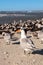 Nesting royal tern Thalasseus maximus