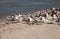 Nesting royal tern Thalasseus maximus