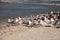 Nesting royal tern Thalasseus maximus