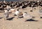 Nesting royal tern Thalasseus maximus