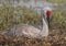 Nesting Sandhill Crane