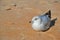 Nesting seagull bird on sand