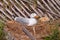 Nesting seagull at Block Island by the fence