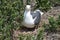 Nesting seagull on ground with green eggs.