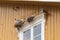 Nesting seagulls above a window frame