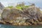 Nesting seagulls in the harbor of Nusfjord