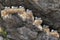 Nesting seagulls in a rock crevice in the harbor of Nusfjord