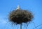 Nesting stork