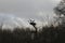 Nesting Storks high in tree