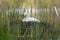 Nesting swan. Mute swan, Cygnus olor, perched on nest built on large reeds mound. Beautiful white bird warms up eggs in nest.