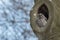 Nesting Tawny Owl Strix aluco