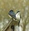 Nesting Tree Swallows