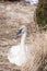 Nesting trumpet swan