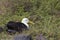 Nesting waved albatross