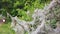 Nesting web of ermine moth caterpillars, in the UK