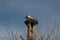 Nesting White Storks in North East Italy