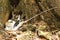A nesting white-tailed tropic-bird with chick