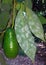 Nesting whitefly on an avocado