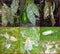 Nesting whitefly on an avocado