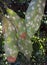 Nesting whitefly on an avocado