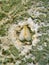 Nesting whitefly, Paraleyrodes minei