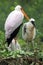 Nesting yellow-billed stork