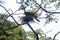 Nestling Asian Oriental Darter on top of forest tree in India