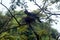 Nestling Asian Oriental Darter on top of forest tree in India