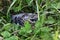 Nestling bird in the grass. Yellow-beaked nestling starling sits in the grass and waiting for parents. Thrown out of the