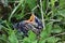 Nestling bird in the grass. Yellow-beaked nestling starling sits in the grass and waiting for parents. Thrown out of the