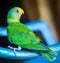 Nestling Bird Parrot Sitting On A Chair On Blur Background.