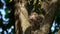 Nestling of the Bird Thrush Fieldfare Turdus pilaris sits on the nest