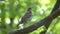 Nestling of the Bird Thrush Fieldfare Turdus pilaris sitting on a branch in a park in spring