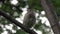 Nestling of the Bird Thrush Fieldfare Turdus pilaris sitting on a branch in a park in spring