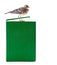 Nestling of bird (wagtail) on book