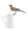 Nestling of bird (wagtail) on cup