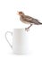 Nestling of bird (wagtail) on cup