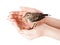 Nestling of bird (wagtail) on hand