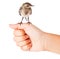 Nestling of bird (wagtail) on hand