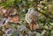 Nestling birds Redstart.