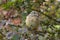 Nestling birds Redstart.