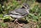 nestling birds Wagtail.