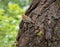 The nestling Bullfinch (Pyrrhula murina)