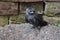 Nestling DAWs sits on the ground