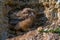 Nestling of Eurasian eagle-owl or Bubo in steppe