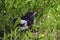 The nestling of the European magpie sits in the midst of thick green grass