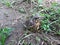 Nestling fieldfare lat. Turdus pilaris on the ground