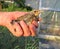 Nestling fieldfare lat. Turdus pilaris in hand